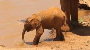 सूंड से पानी पीने की कोशिश करते नन्हे हाथी का मजेदार वीडियो हुआ वायरल, आपका भी बन जाएगा दिन 